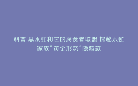 科普丨黑水虻和它的腐食者联盟：探秘水虻家族“黄金形态”隐藏款
