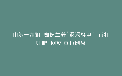 山东一姐姐，蝴蝶兰养“洞洞鞋里”，苗壮叶肥，网友：真有创意！