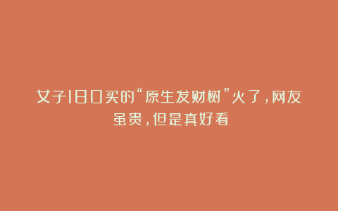 女子180买的“原生发财树”火了，网友：虽贵，但是真好看！