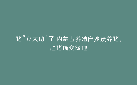 猪“立大功”了！内蒙古养殖户沙漠养猪，让猪场变绿地！