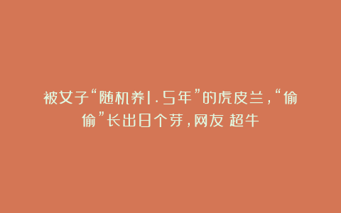 被女子“随机养1.5年”的虎皮兰，“偷偷”长出8个芽，网友：超牛