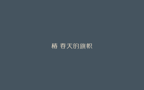 椿：春天的旗帜