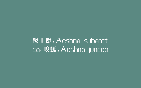 极北蜓，Aeshna subarctica、峻蜓，Aeshna juncea