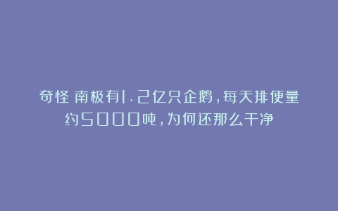 奇怪!南极有1.2亿只企鹅,每天排便量约5000吨,为何还那么干净
