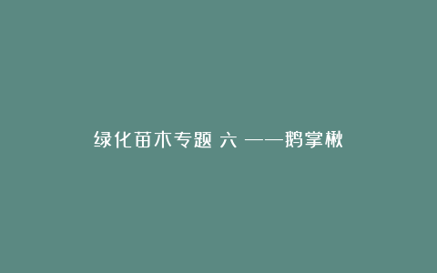 绿化苗木专题（六）——鹅掌楸