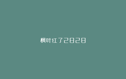 枫叶红了2828