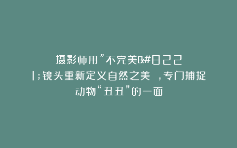 摄影师用”不完美”镜头重新定义自然之美​​，专门捕捉动物“丑丑”的一面