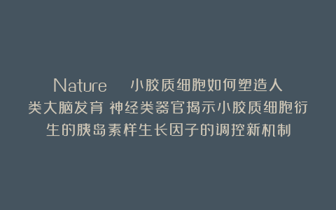 Nature | 小胶质细胞如何塑造人类大脑发育？神经类器官揭示小胶质细胞衍生的胰岛素样生长因子的调控新机制