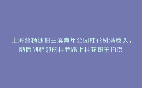 上海曹杨随拍兰溪青年公园桂花树满枝头，随后到相邻的桂巷路上桂花树王拍摄