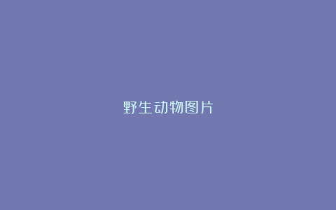 野生动物图片