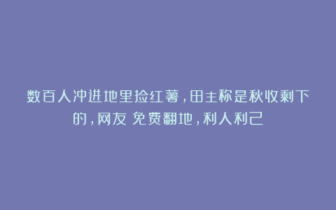 数百人冲进地里捡红薯,田主称是秋收剩下的,网友:免费翻地,利人利己
