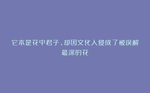它本是花中君子，却因文化入侵成了被误解最深的花