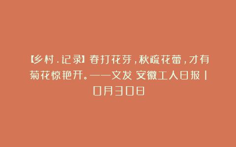 【乡村.记录】春打花芽，秋疏花蕾，才有菊花惊艳开。——文发《安徽工人日报》10月30日