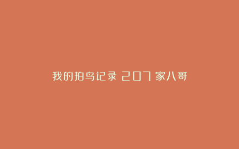 我的拍鸟记录（207）家八哥