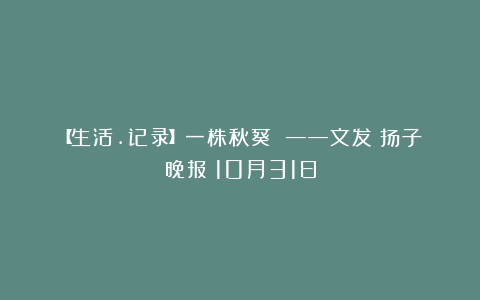 【生活.记录】一株秋葵 ——文发《扬子晚报》10月31日