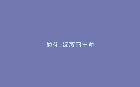 菊花，绽放的生命