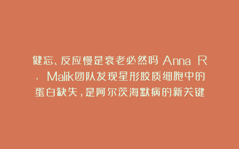 健忘、反应慢是衰老必然吗？Anna R. Malik团队发现星形胶质细胞中的蛋白缺失，是阿尔茨海默病的新关键