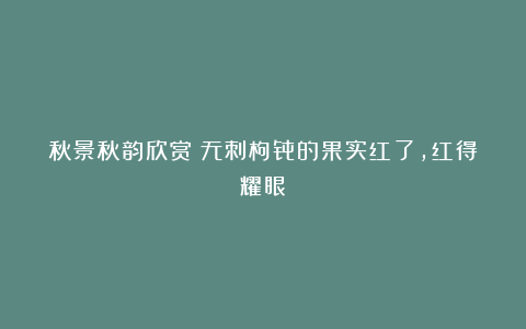 秋景秋韵欣赏：无刺枸骨的果实红了，红得耀眼！