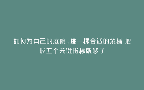 如何为自己的庭院,挑一棵合适的紫楯?把握五个关键指标就够了