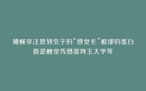 捕蝇草注意到虫子的“感觉毛”根部的蛋白质是触觉传感器埼玉大学等