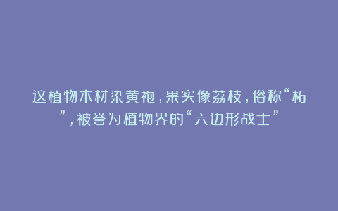 这植物木材染黄袍，果实像荔枝，俗称“柘”，被誉为植物界的“六边形战士”！