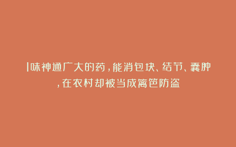 1味神通广大的药，能消包块、结节、囊肿，在农村却被当成篱笆防盗！