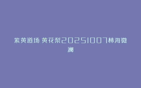紫黄道场：黄花梨20251007林海微澜