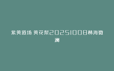 紫黄道场:黄花梨20251008林海微澜
