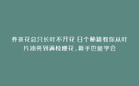 养茶花总只长叶不开花？8个秘籍教你从叶片油亮到满枝爆花，新手也能学会