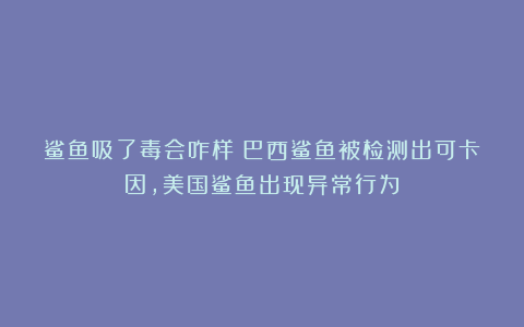 鲨鱼吸了毒会咋样？巴西鲨鱼被检测出可卡因，美国鲨鱼出现异常行为