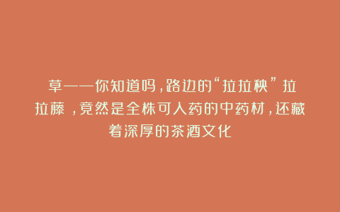 葎草——你知道吗,路边的“拉拉秧”(拉拉藤),竟然是全株可入药的中药材,还藏着深厚的茶酒文化
