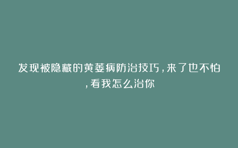 发现被隐藏的黄萎病防治技巧，来了也不怕，看我怎么治你