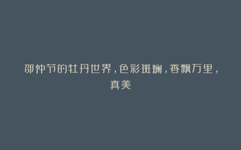 邵仲节的牡丹世界，色彩斑斓，香飘万里，真美