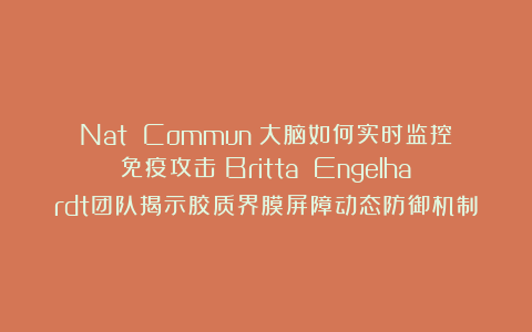 Nat Commun:大脑如何实时监控免疫攻击?Britta Engelhardt团队揭示胶质界膜屏障动态防御机制