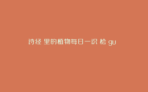 《诗经》里的植物每日一识:桧(guì )