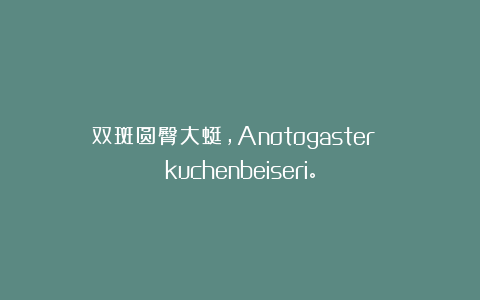 双斑圆臀大蜓，Anotogaster kuchenbeiseri。