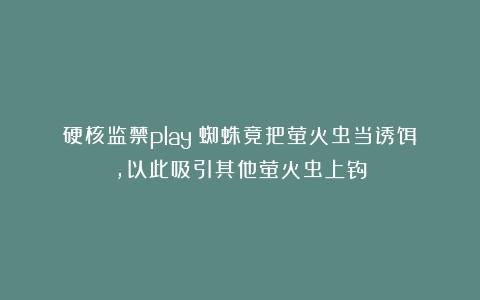 硬核监禁play！蜘蛛竟把萤火虫当诱饵，以此吸引其他萤火虫上钩