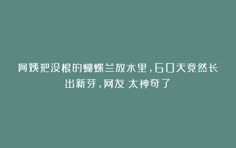 阿姨把没根的蝴蝶兰放水里,60天竟然长出新芽,网友:太神奇了!