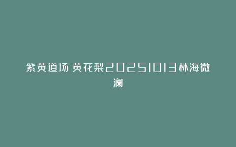 紫黄道场：黄花梨20251013林海微澜