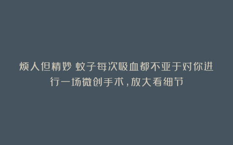 烦人但精妙！蚊子每次吸血都不亚于对你进行一场微创手术，放大看细节