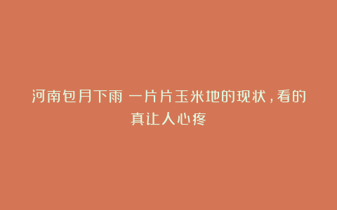 河南包月下雨？一片片玉米地的现状，看的真让人心疼！