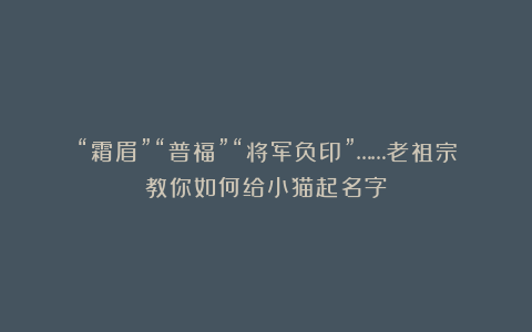 “霜眉”“普福”“将军负印”……老祖宗教你如何给小猫起名字