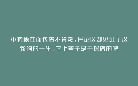 小狗赖在面包店不肯走，评论区却见证了这馋狗的一生…它上辈子是干探店的吧