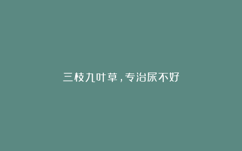 三枝九叶草,专治尿不好