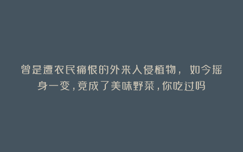 曾是遭农民痛恨的外来入侵植物， 如今摇身一变，竟成了美味野菜，你吃过吗？