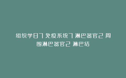 组织学87:免疫系统7:淋巴器官2:周围淋巴器官2:淋巴结