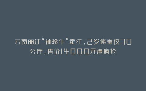 云南丽江“袖珍牛”走红，2岁体重仅70公斤，售价14000元遭疯抢