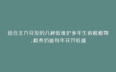 适合北方花友的八种低维护多年生宿根植物，粗养仍能每年花开旺盛