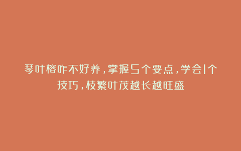 琴叶榕咋不好养,掌握5个要点,学会1个技巧,枝繁叶茂越长越旺盛
