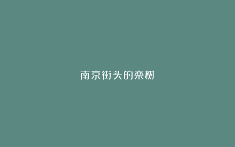 南京街头的栾树
